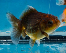 Load image into Gallery viewer, Chocolate Godzilla Shogun Oranda Baby (3 inches) Imported from Thailand