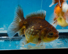Load image into Gallery viewer, Chocolate Godzilla Shogun Oranda Baby (3 inches) Imported from Thailand
