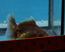 Load image into Gallery viewer, Chocolate Godzilla Shogun Oranda Baby (3 inches) Imported from Thailand
