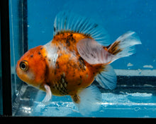 Load image into Gallery viewer, Calico Godzilla Shogun Oranda Baby (3.25 inches) Imported from Thailand