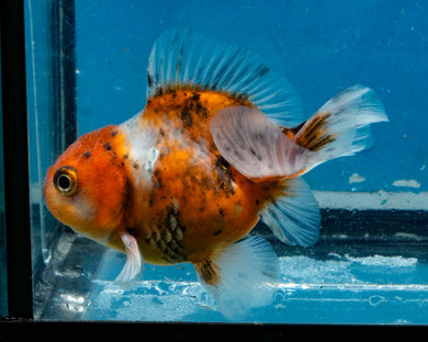 Calico Godzilla Shogun Oranda Baby (3.25 inches) Imported from Thailand