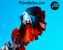 Load image into Gallery viewer, Rainbow Marble Halfmoon Male