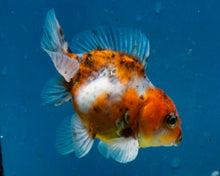 Load image into Gallery viewer, Calico Godzilla Shogun Oranda Baby (3.25 inches) Imported from Thailand