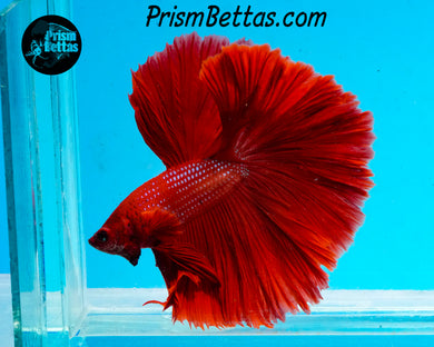 Red Halfmoon  Male