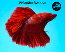 Load image into Gallery viewer, Red Halfmoon  Male