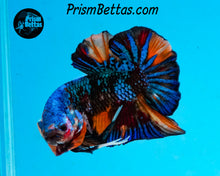 Load image into Gallery viewer, Marble Halfmoon Plakat Male