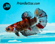 Load image into Gallery viewer, Candy Koi Halfmoon Female
