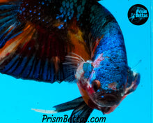 Load image into Gallery viewer, Marble Halfmoon Plakat Male
