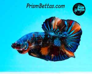 Marble Halfmoon Plakat Male