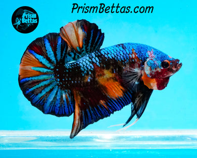 Marble Halfmoon Plakat Male