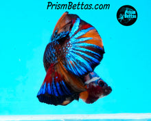 Load image into Gallery viewer, Marble Halfmoon Plakat Male