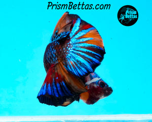 Marble Halfmoon Plakat Male