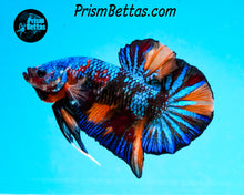 Load image into Gallery viewer, Marble Halfmoon Plakat Male