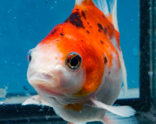 Load image into Gallery viewer, Calico Monster Oranda (3.25+ inches) Imported from Thailand