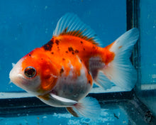 Load image into Gallery viewer, Calico Monster Oranda (3.25+ inches) Imported from Thailand