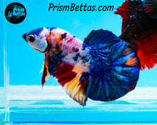 Load image into Gallery viewer, Marble Halfmoon Plakat Male