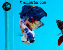 Load image into Gallery viewer, Marble Halfmoon Plakat Male