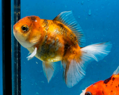 Tiger Calico Shogun Oranda (3.5 inches) Imported from Thailand
