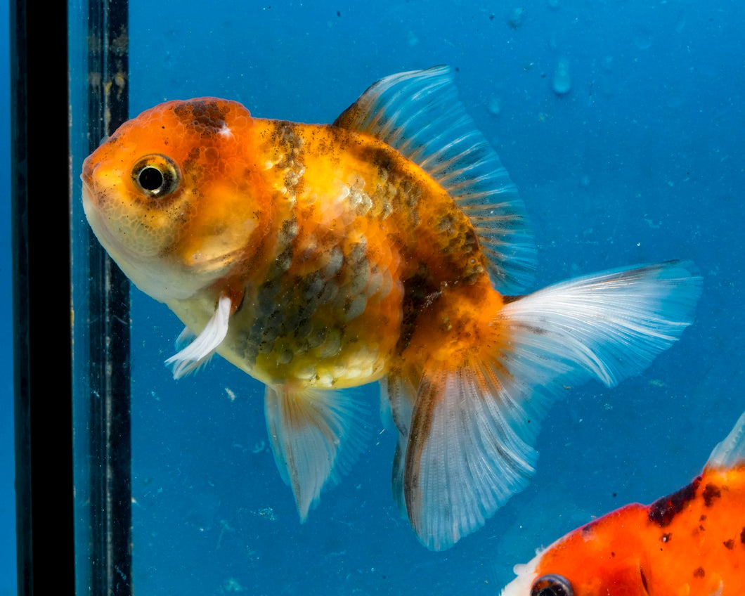 Tiger Calico Shogun Oranda (3.5 inches) Imported from Thailand