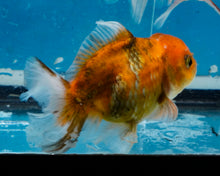 Load image into Gallery viewer, Tiger Calico Shogun Oranda (3.5 inches) Imported from Thailand