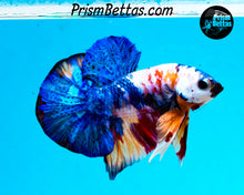 Load image into Gallery viewer, Marble Halfmoon Plakat Male