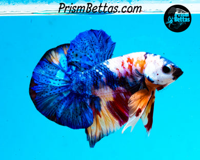 Marble Halfmoon Plakat Male
