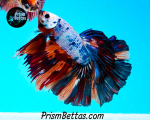 Rainbow Marble Halfmoon Male