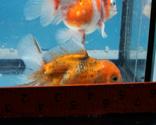 Load image into Gallery viewer, Tiger Calico Shogun Oranda (3.5 inches) Imported from Thailand