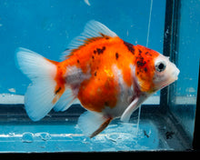Load image into Gallery viewer, Calico Monster Oranda (3.25+ inches) Imported from Thailand