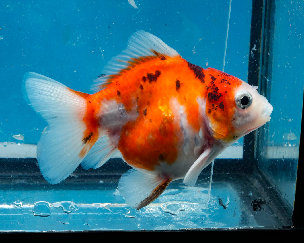Calico Monster Oranda (3.25+ inches) Imported from Thailand