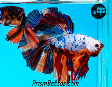 Load image into Gallery viewer, Rainbow Marble Halfmoon Male