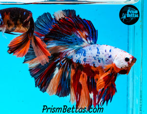 Rainbow Marble Halfmoon Male