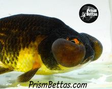 Load image into Gallery viewer, Black Bubble Eye Goldfish