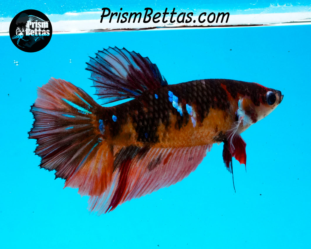 Candy Koi Halfmoon Female