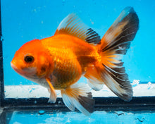 Load image into Gallery viewer, Orange and Black Monster Oranda Male  Imported from Thailand