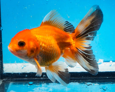 Orange and Black Monster Oranda Male  Imported from Thailand