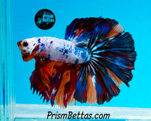 Load image into Gallery viewer, Rainbow Marble Halfmoon Male