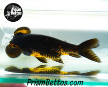 Load image into Gallery viewer, Black Bubble Eye Goldfish