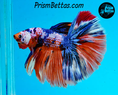 Rainbow Marble Halfmoon Male