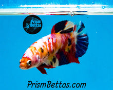 Load image into Gallery viewer, Rainbow Marble Halfmoon Plakat Female