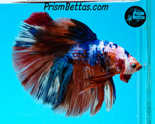 Load image into Gallery viewer, Rainbow Marble Halfmoon Male