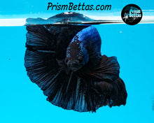 Load image into Gallery viewer, Blue/Black Halfmoon Male