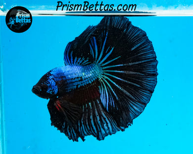 Blue/Black Halfmoon Male