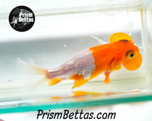 Load image into Gallery viewer, Red and White Bubble Eye Goldfish