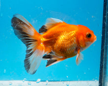 Load image into Gallery viewer, Orange and Black Monster Oranda Male  Imported from Thailand