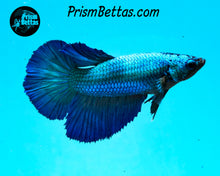Load image into Gallery viewer, Turquoise Halfmoon Female