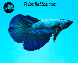 Turquoise Halfmoon Female
