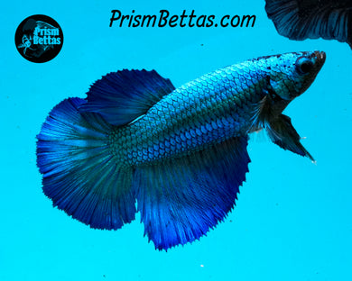 Turquoise Halfmoon Female