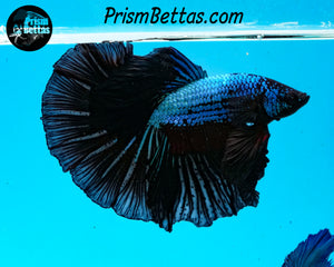Blue/Black Halfmoon Male