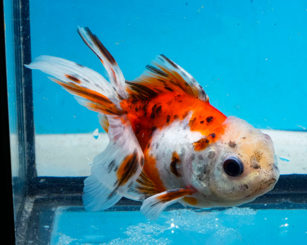 Calico Oranda (3.5-4.25 inches)